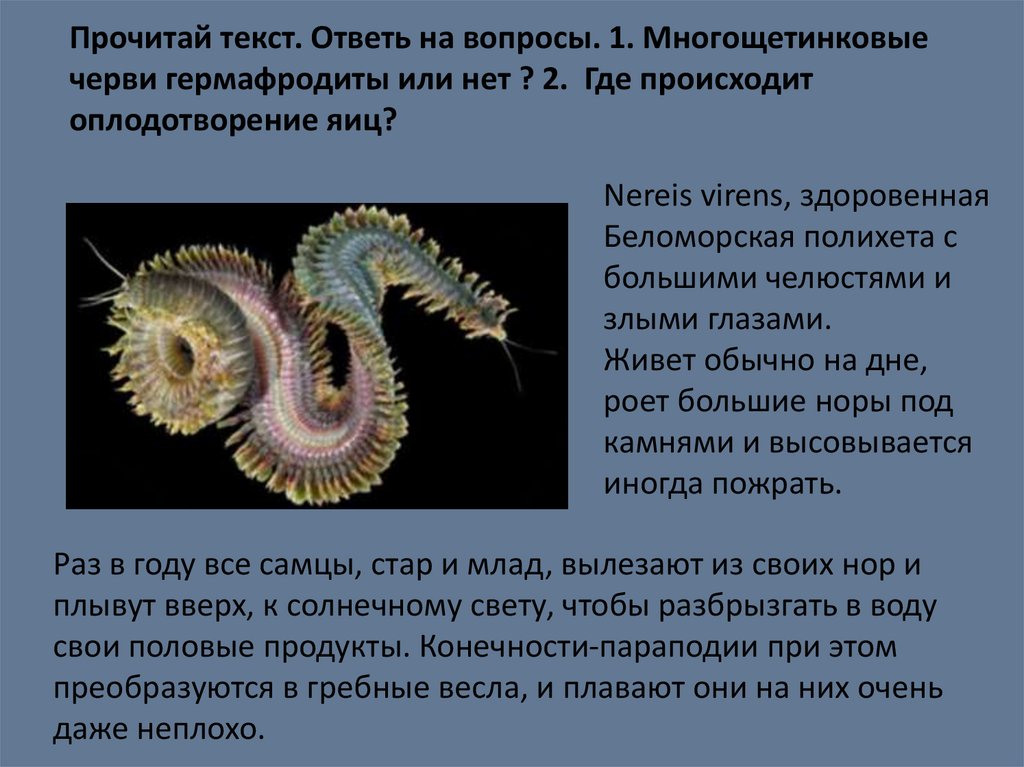Обоеполые черви. Многощетинковые черви нереис. Полихеты черви строение. Многощетинковый червь (perinereis cultrifera). Многощетинковые гермафродиты или раздельнополые.