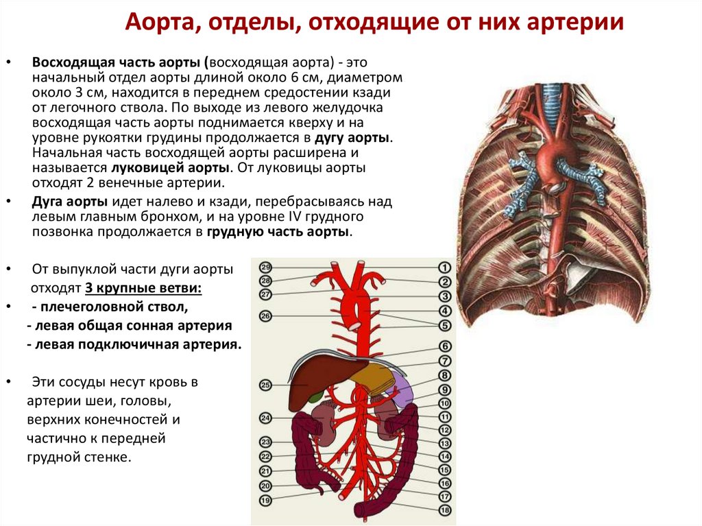 Плечеголовной ствол анатомия. Аорта отделы отходящие от них артерии. Отделы аорты сосуды дуги аорты. Восходящая аорта ветви область кровоснабжения.