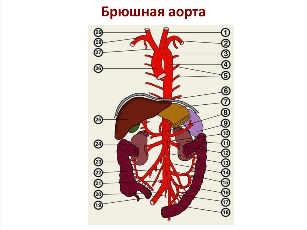 Аорта брюшной полости. Брюшной отдел аорты анатомия. Ветви брюшной части аорты схема. Брюшная аорта анатомия схема. Сосуды брюшной аорты схема.