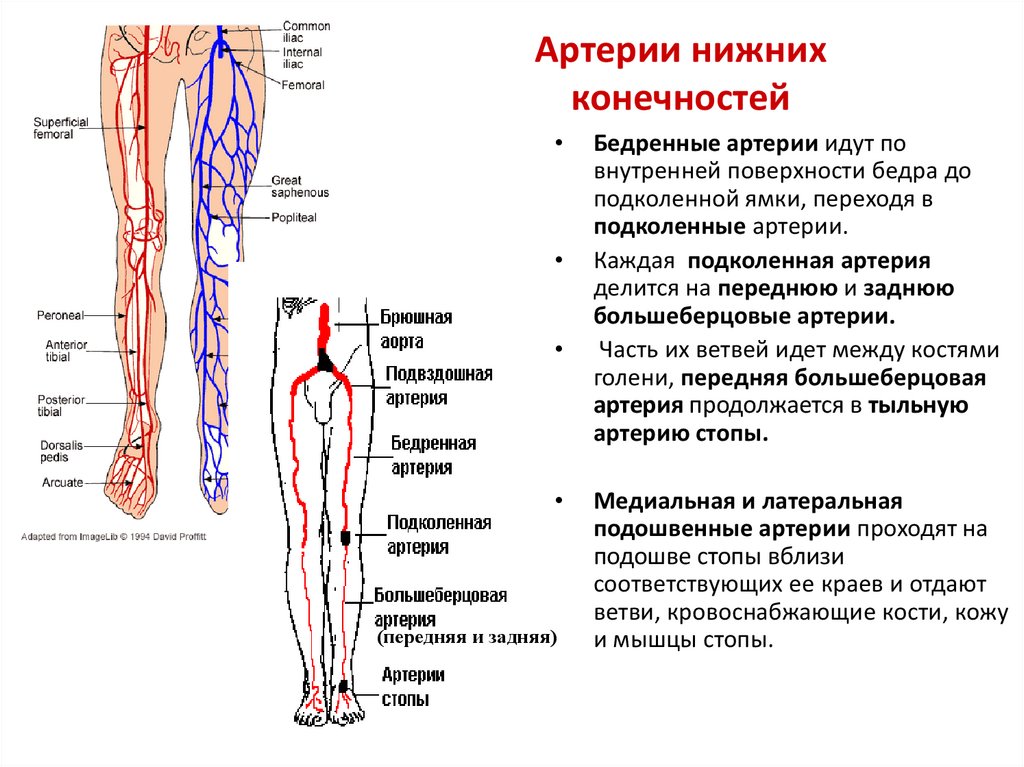 Артерии голени анатомия схема - 94 фото