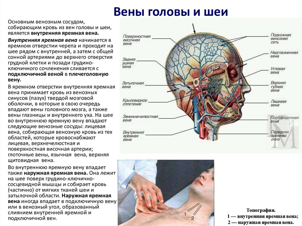 Венечная борозда головки фото