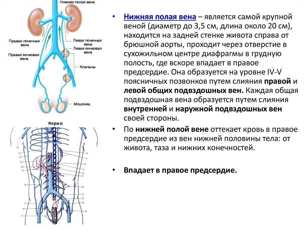Артерии и вены человека рисунок с подписями