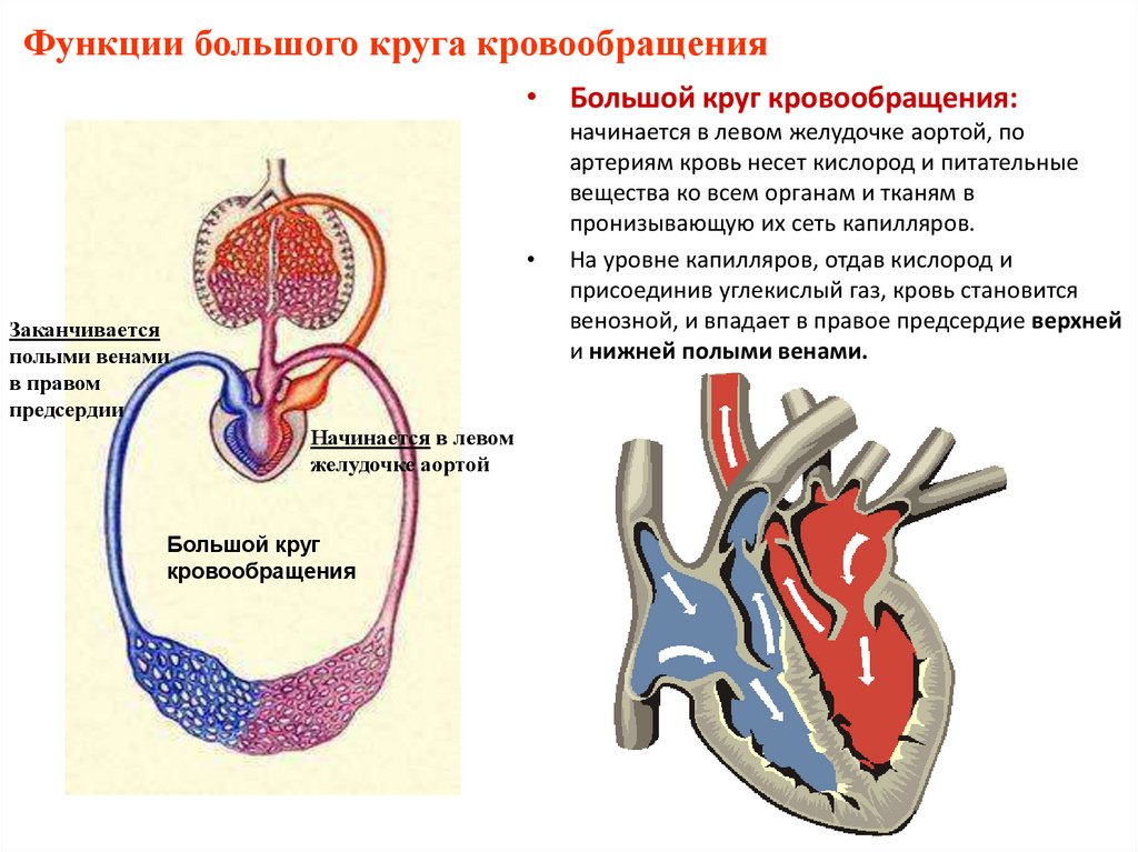 Большой и малый круги кровообращения начинаются. Большой круг кровообращения левый желудочек. Большой круг кровообращения начинается в желудочке. Большой круг кровообращения начинается в правом желудочке. Ьольшой КРУН кровообрвщения начинает.