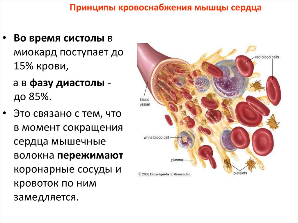 Приток крови к органам