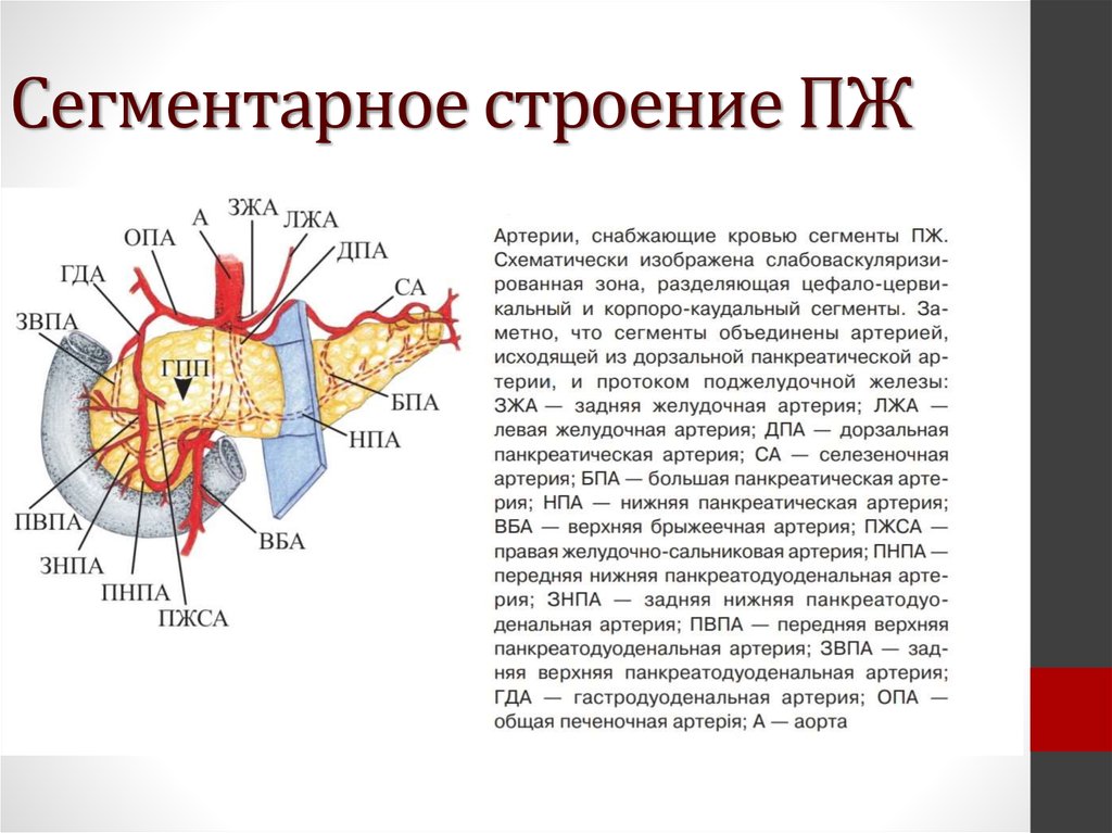 Анатомия поджелудочной железы презентация