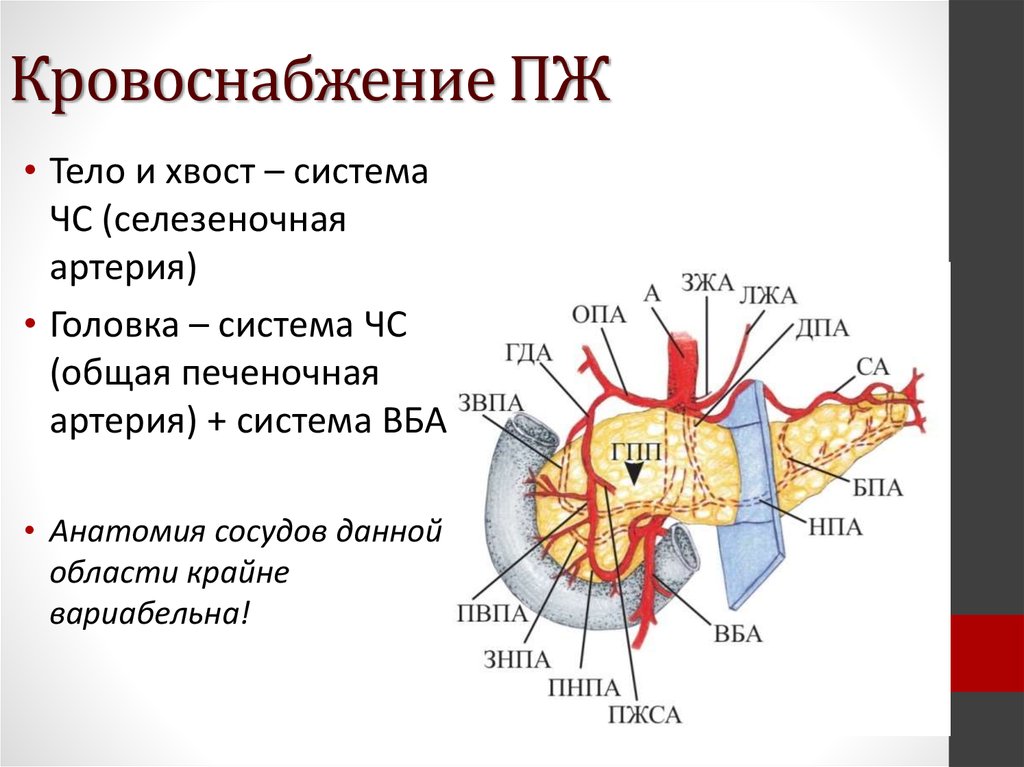 Кровоснабжение поджелудочной железы схема