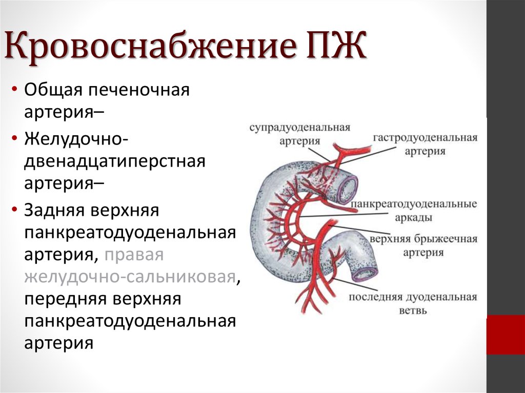 Кровоснабжение поджелудочной железы анатомия. Источники кровоснабжения поджелудочной железы. Кровоснабжение 12 перстной кишки анатомия. Полное прекращение кровообращения