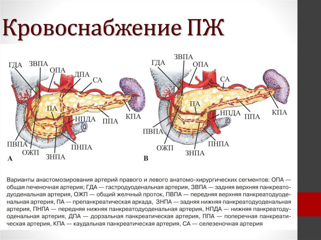 Поджелудочная артерия