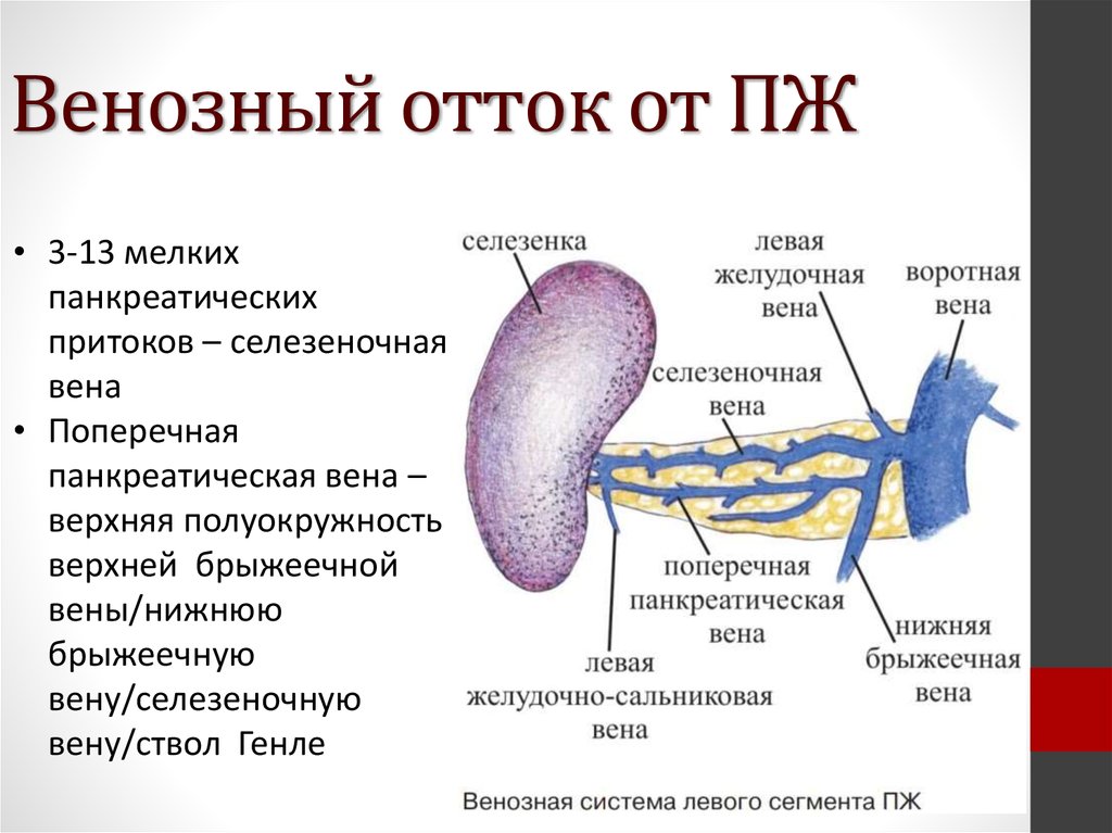 Анатомия поджелудочной железы презентация