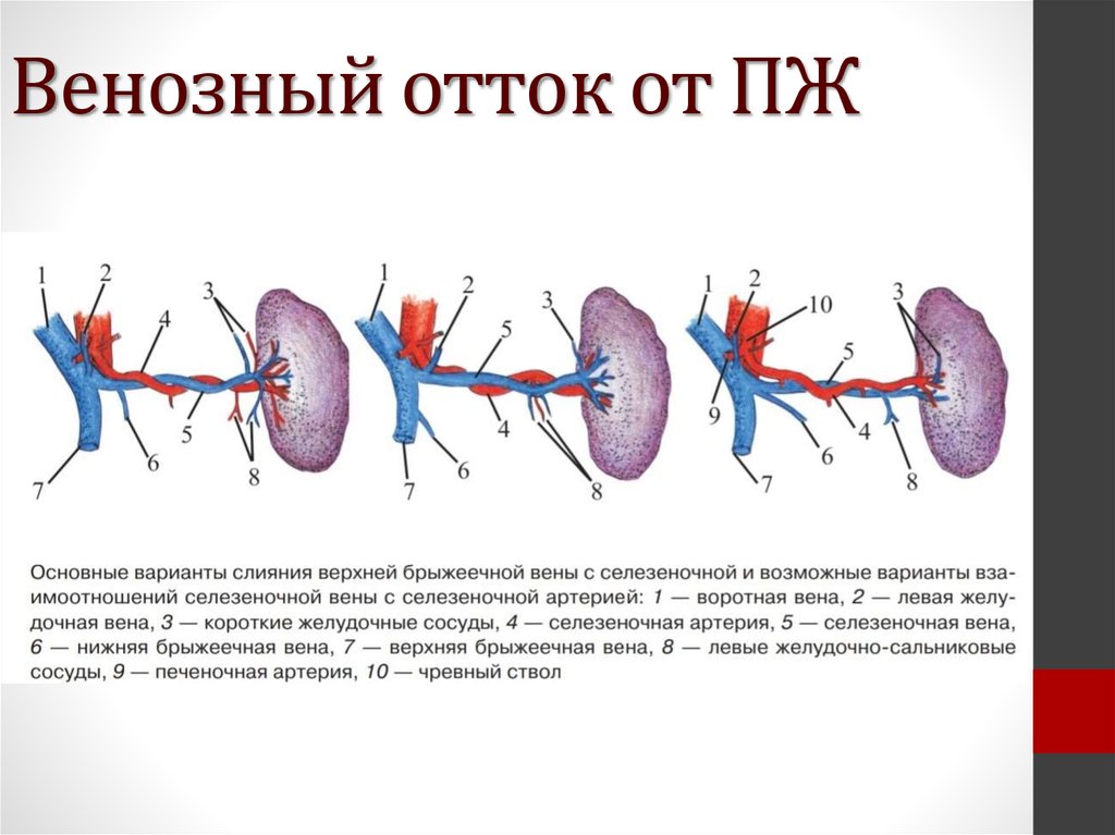 Нарушение венозного оттока. Отток крови от диафрагмы. Венозный отток поджелудочной. Отток крови от диафрагмы осуществляется в.