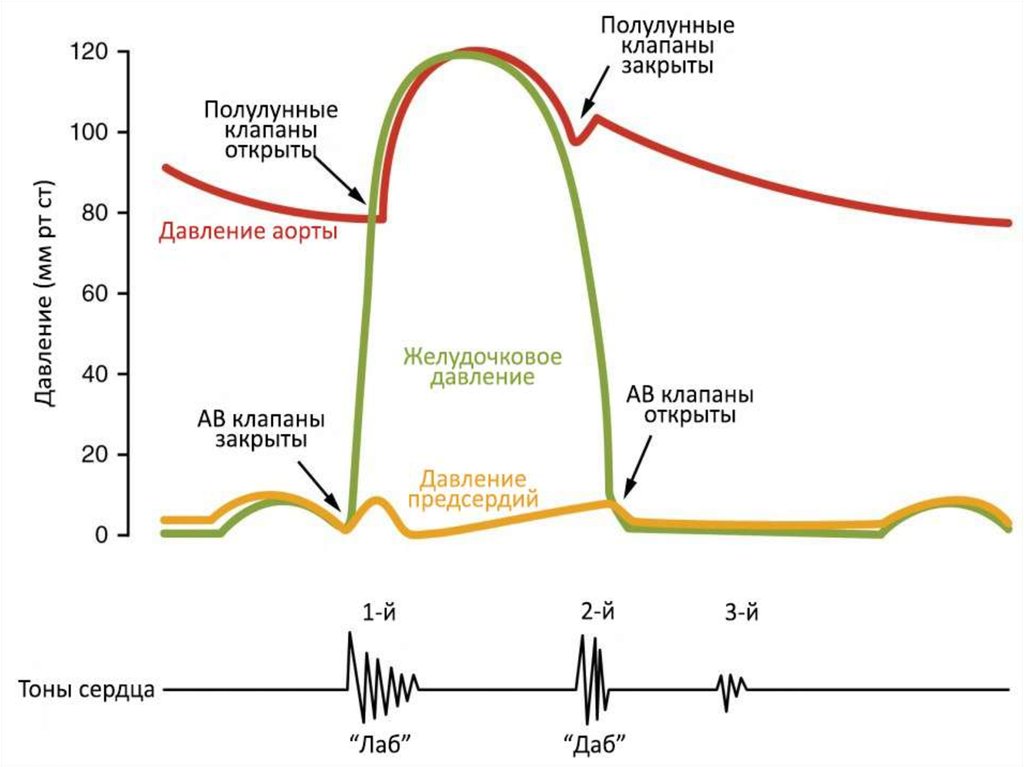 Сердечный цикл схема физиология