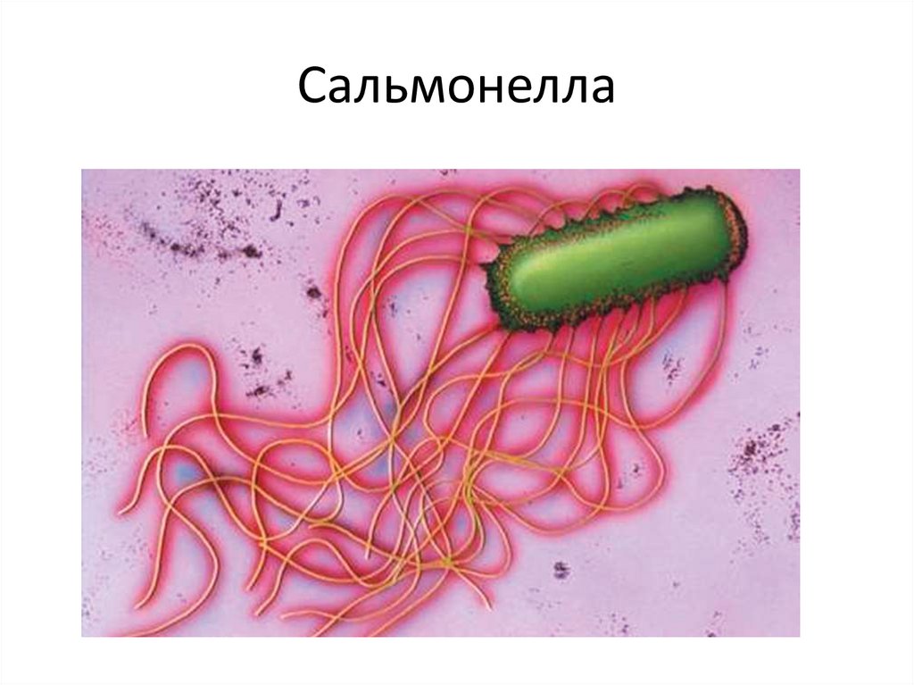 Сальмонеллез 1 2. Сальмонеллы жгутики. Сальмонелла строение бактерии. Сальмонелла форма бактерии. Строение бактерии Salmonella typhi.