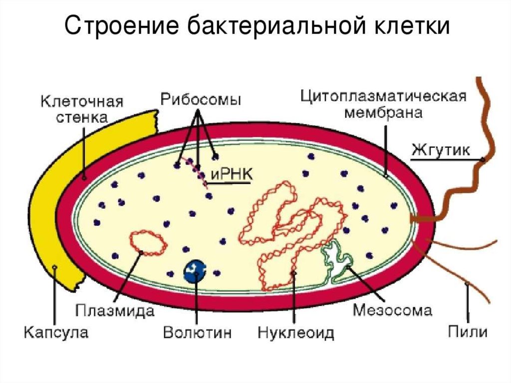 Бактерия прокариот строение. Нуклеоид бактерий строение. Нуклеоид в прокариотической клетке. Структура бактериальной клетки микробиология. Строение прокариотической клетки микробиология.