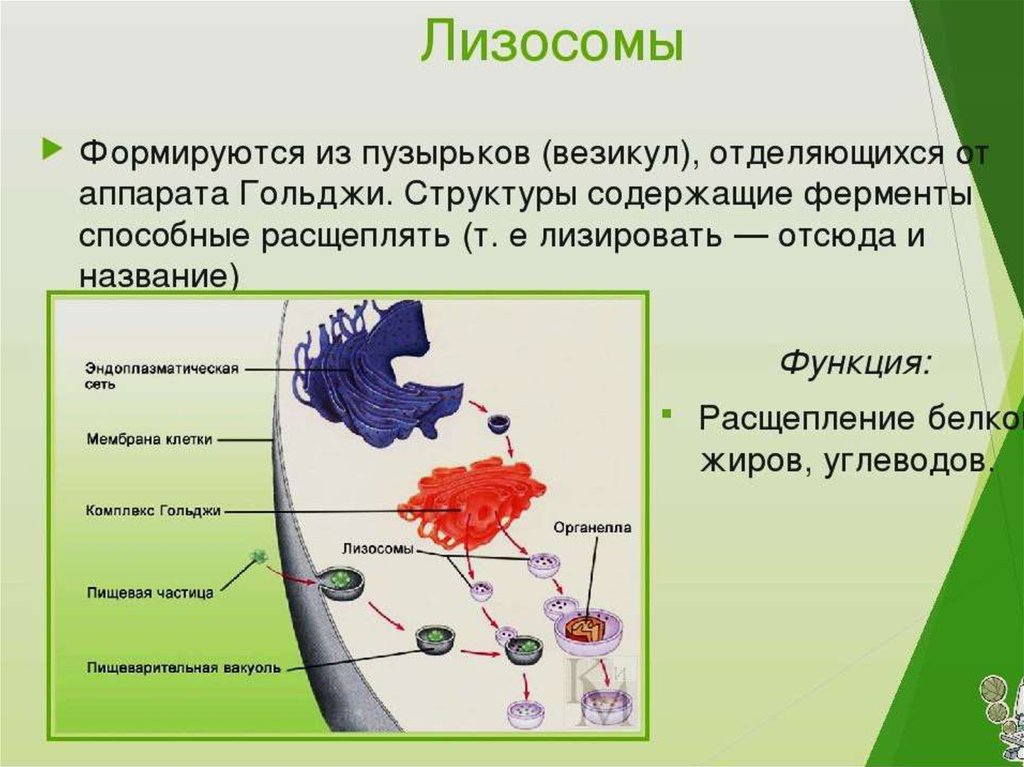 Синтез белков органелла. Лизосома Гольджи органоид. Органоид образующий лизосомы. Лизосомы функции в органелле.