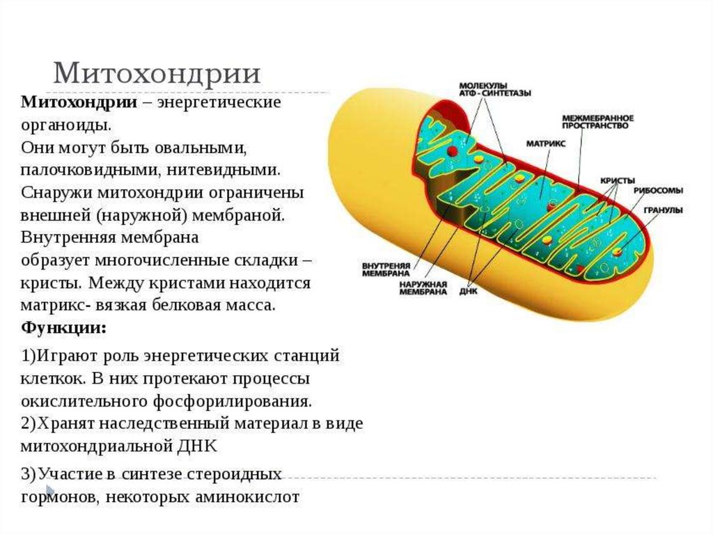 Органоиды митохондрии строение. Мембрана митохондрий функции. Функции органоидов клетки митохондрии. Функции внешней мембраны митохондрий. Строение Крист митохондрий.