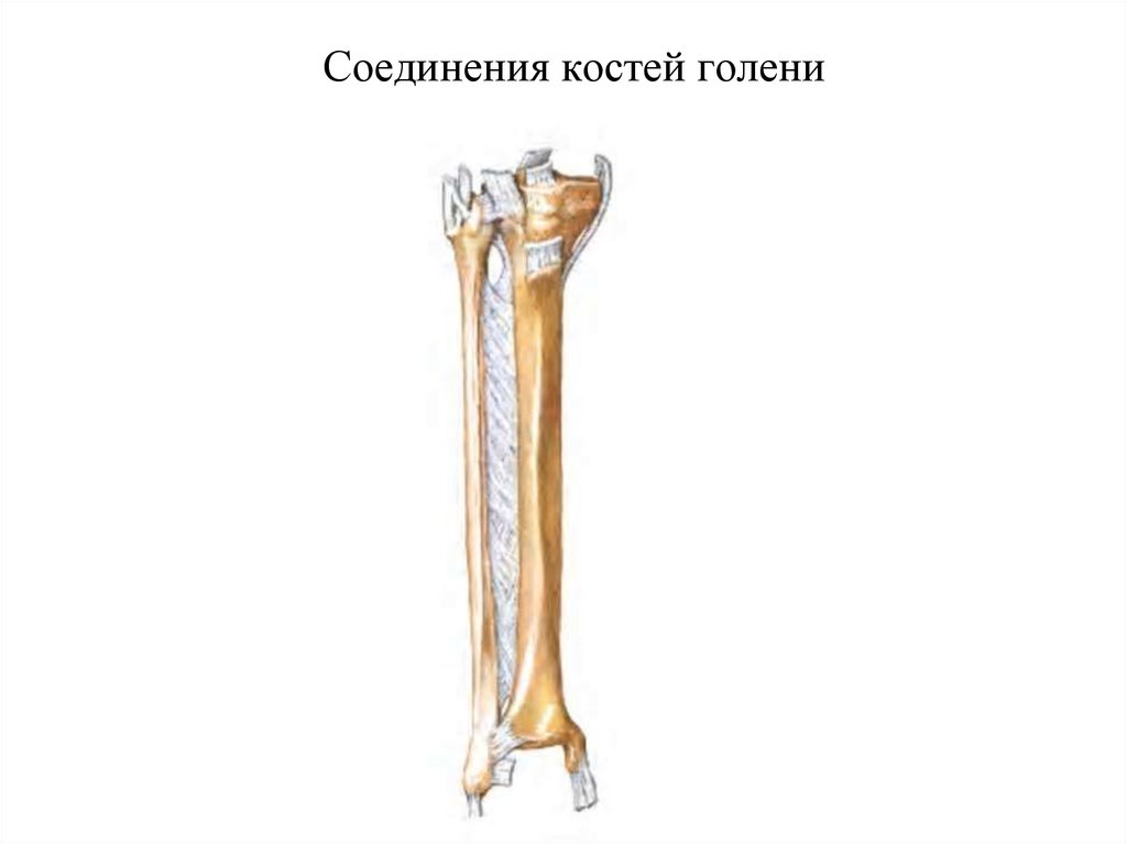 Соединение костей голени анатомия. Межкостная мембрана голени. Соединение большеберцовой и малоберцовой костей. Кости голени соединяются.