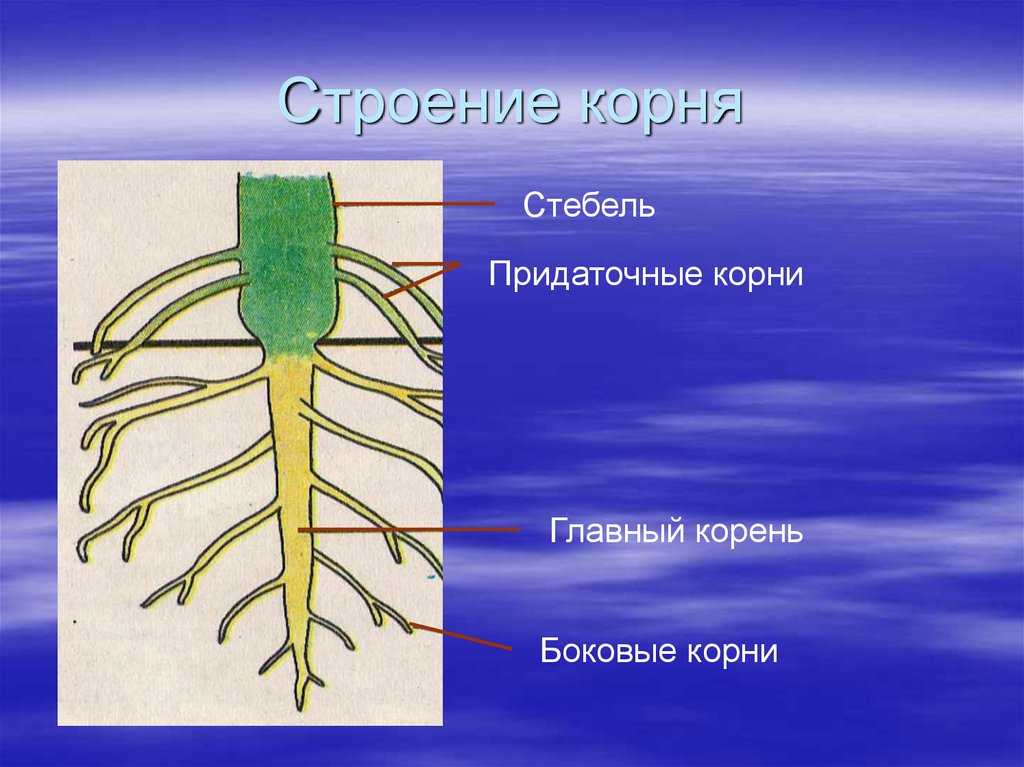 Вид биология 6 класс. Строение корня корневые системы. Главный корень. Боковые корни. Боковые и придаточные корни.