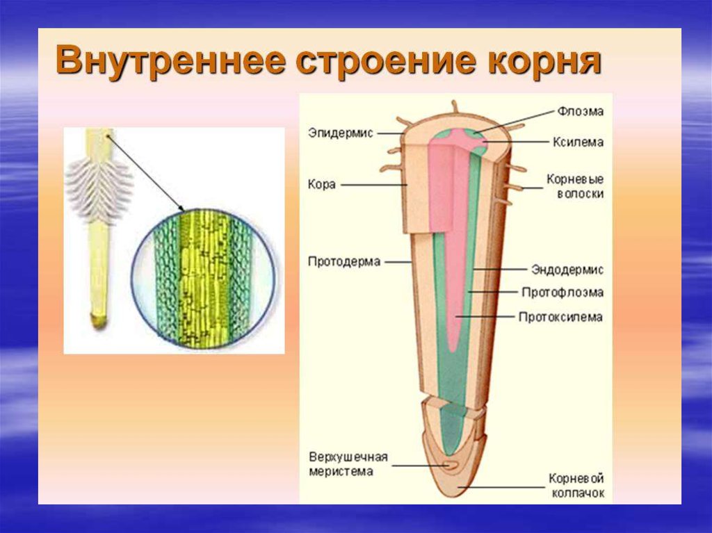 Рисунок внутреннего строения корня