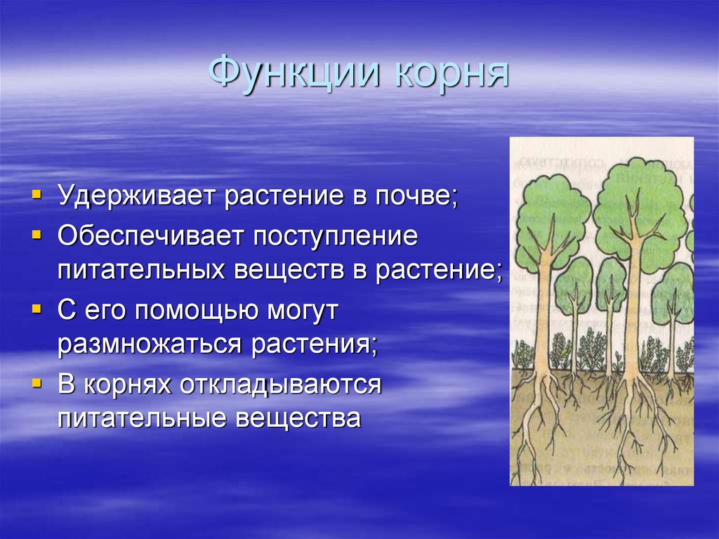 Презентация корни 6 класс. Корень удерживает растение в почве. Поступление питательных веществ в растения. Функции корня удерживают растение в почве. Видоизменения корней.