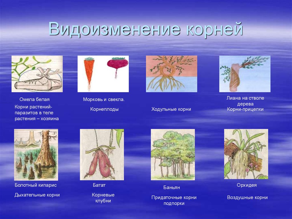Что относится к видоизмененным корням биология 6. Видоизмененные корни корнеплоды.
