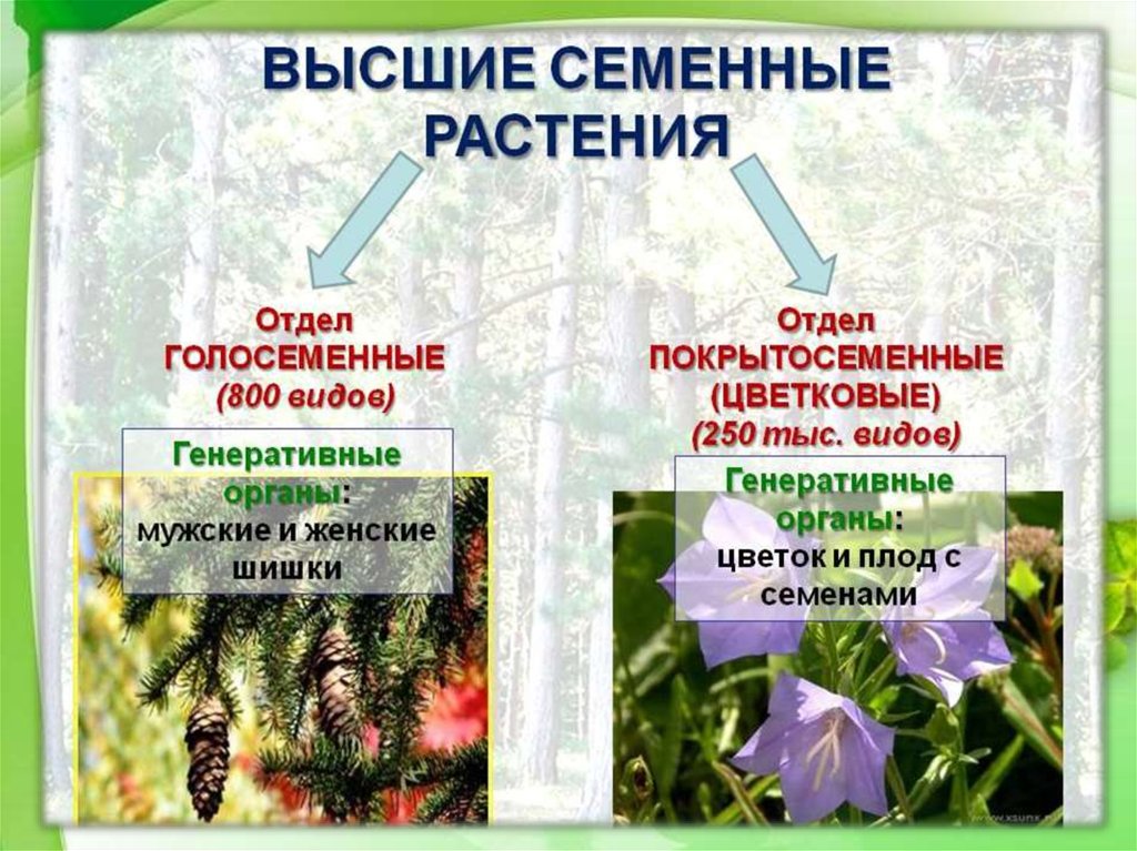 Семенные растения ткани. Голосеменные высшие семенные растения. Семенные растения презентация.