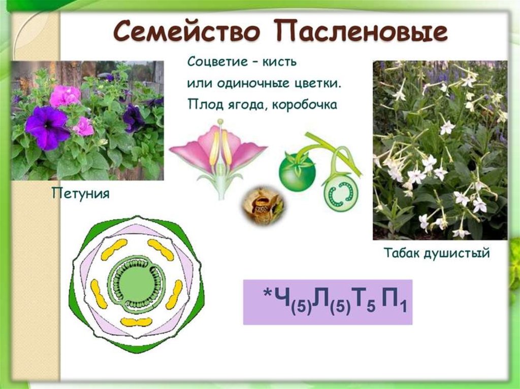 Формула цветка презентация 6 класс