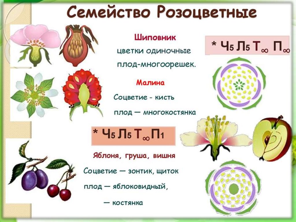 Цветок плод семя презентация