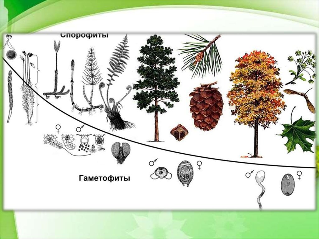 Семенные растения рисунки. Семенные растения. Семенные растения презентация. Происхождение семенных растений. Отделы высших семенных растений.
