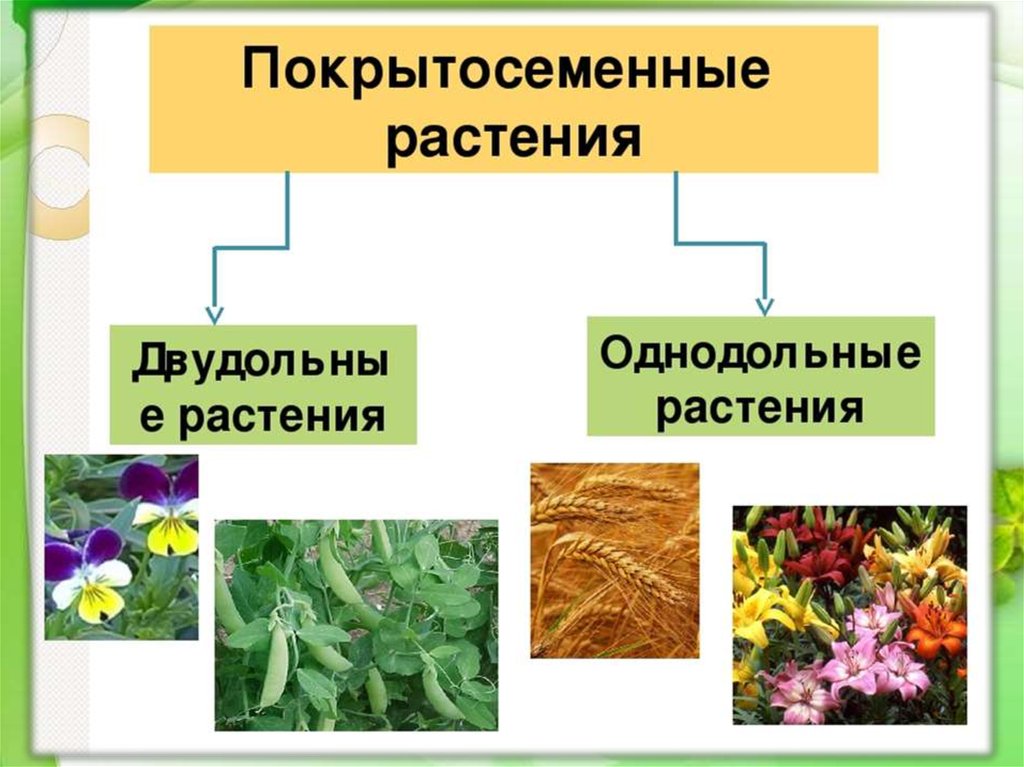 Презентация о двудольных растениях