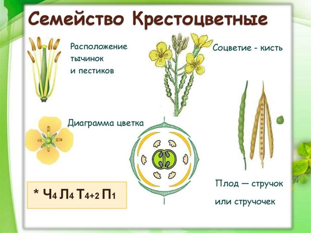 Семенные растения примеры названия