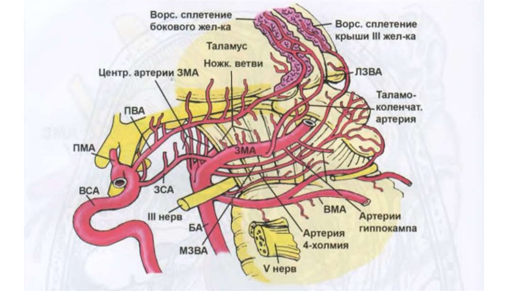 Какой цифрой на схеме обозначена сонная артерия