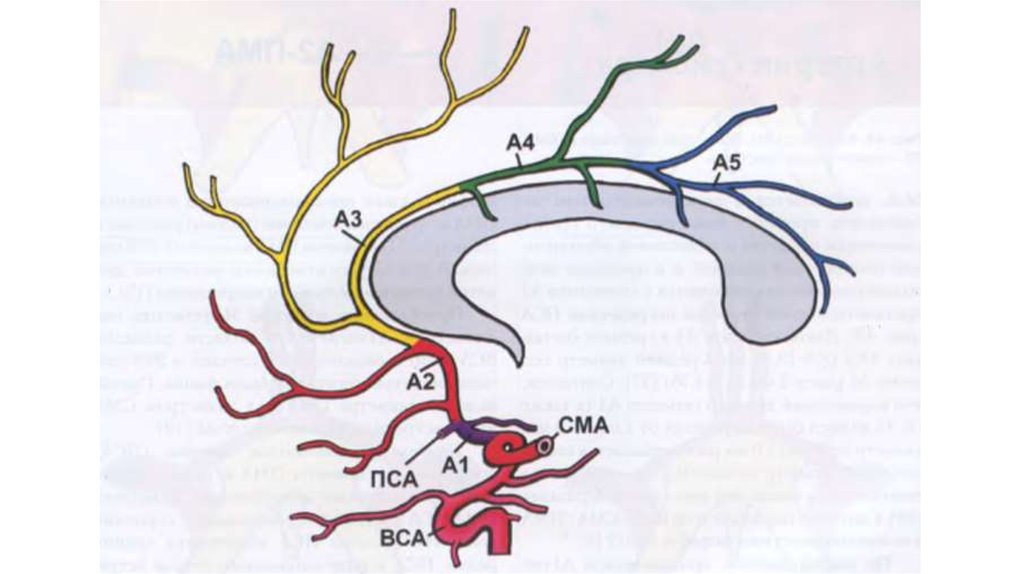 Сегмент а1 пма. Сегменты передней мозговой артерии схема. Сегменты средней мозговой артерии на кт схема. Сегменты средней мозговой артерии на кт. Сегменты передней мозговой артерии на кт.