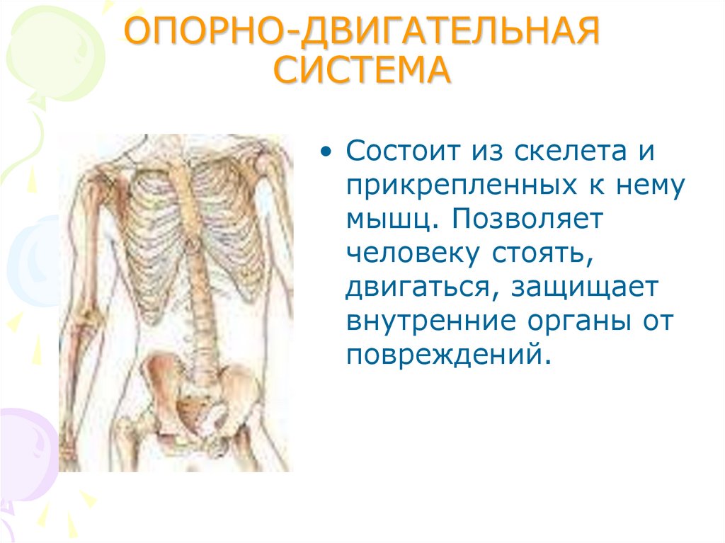 Организм презентация 5 класс. Опорно двигательная система паукообразных. Строение опорно двигательной системы паукообразных. Членистоногие опорно двигательная система. Опорнодвигательная система Паукообращных.