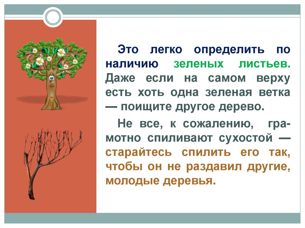 Легко определяемые. Это дерево легко узнать. Другое дерево текст. Зеленые ветви деревьев какой род. Зеленая ветка не дерево там не куст зеленая ветка.