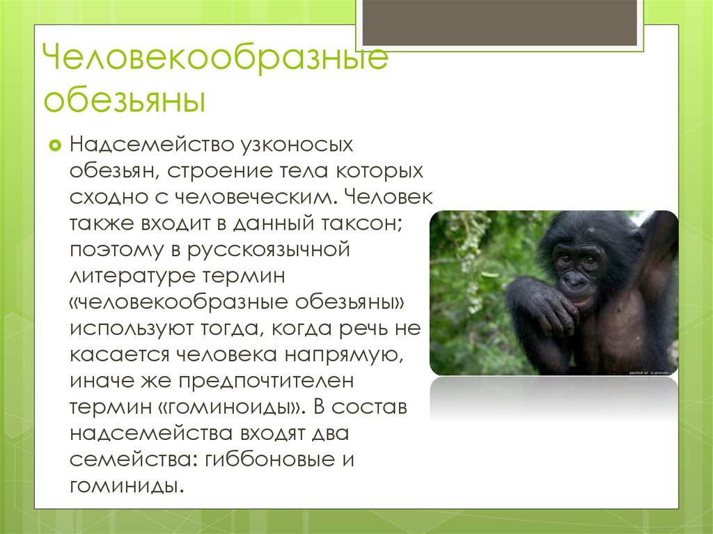 Человек относится к классу приматов. Строение человекообразных обезьян. Человекообразных человекообразные обезьяны. Строение и образ жизни человекообразных обезьян. Шимпанзе человекообразные обезьяны.