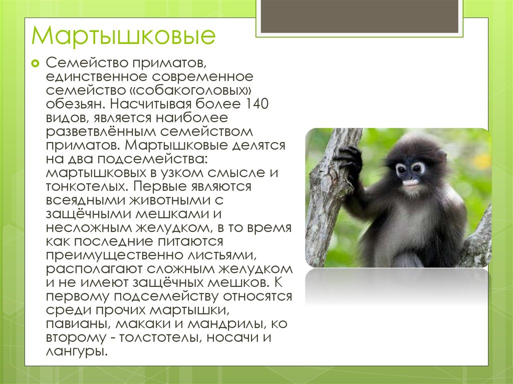 Краткое содержание обезьянка 3 класс. Семейства отряда приматы. Приматы характеристика. Семейства высших приматов. Приматы отряды млекопитающих.