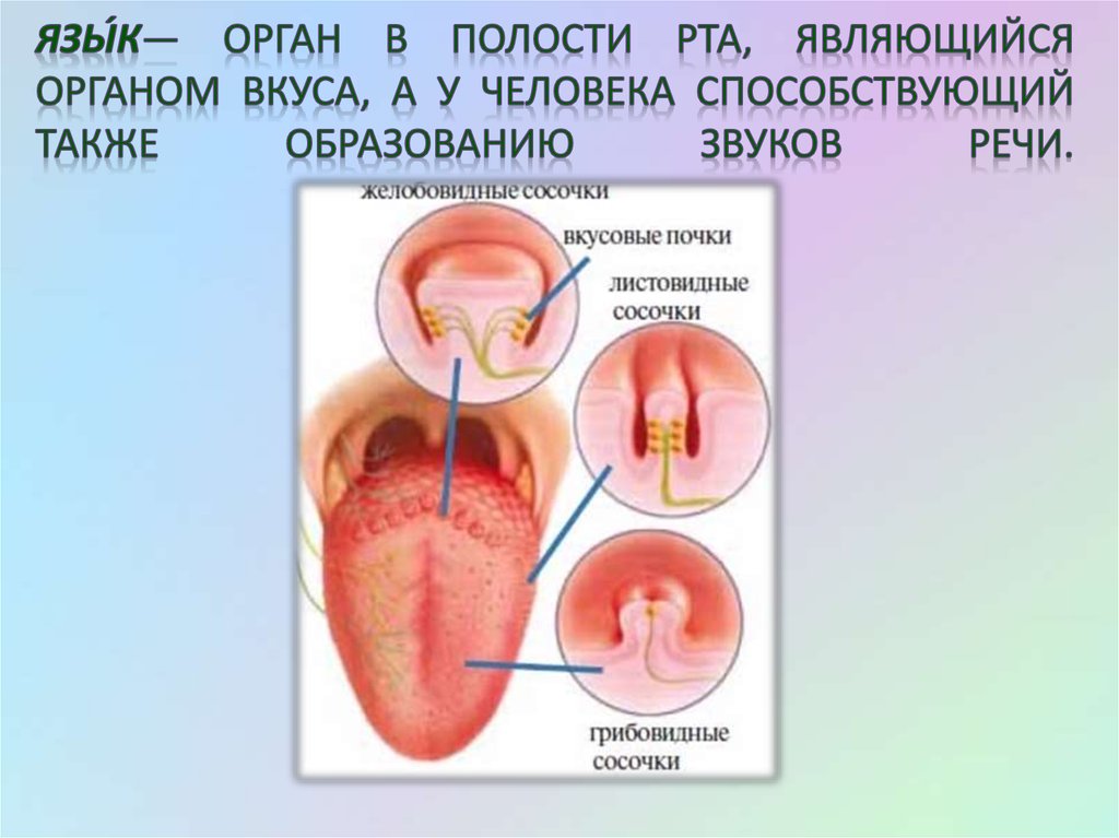 Язы́к— орган в полости рта, являющийся органом вкуса, а у человека способствующий также образованию звуков речи.