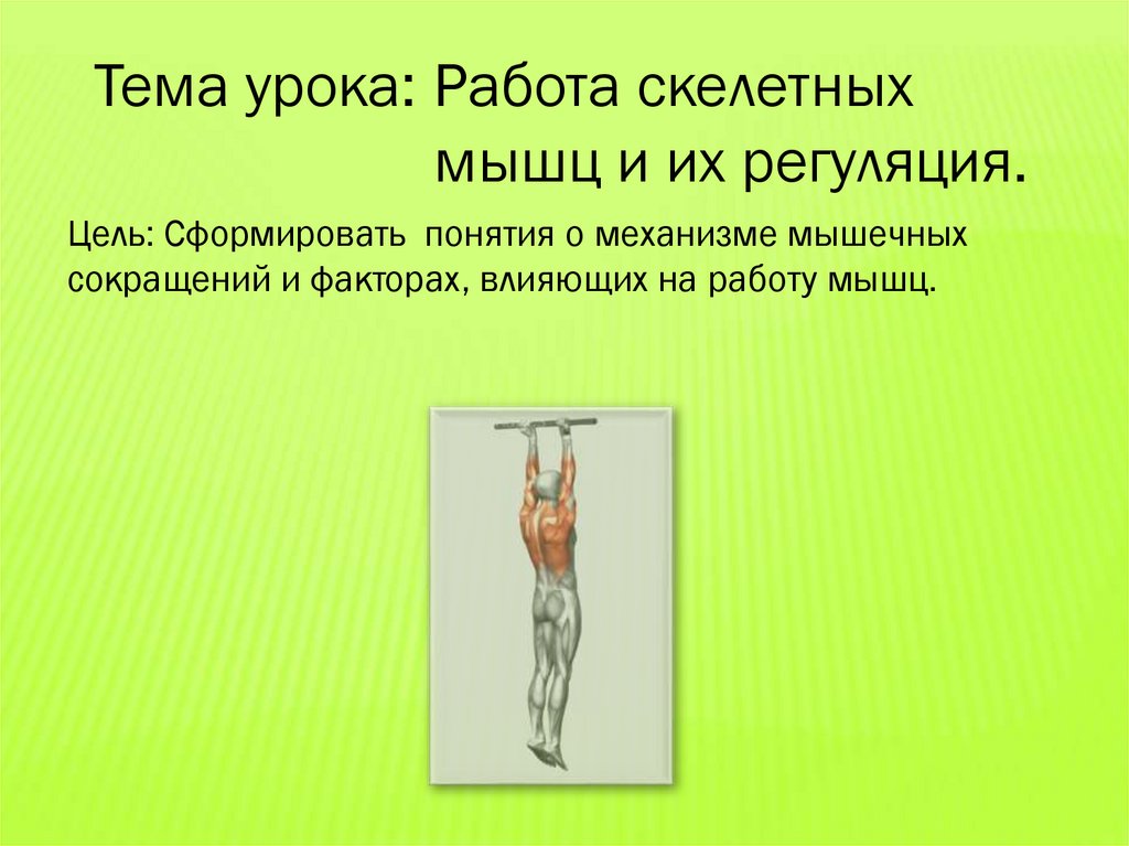 Обмен веществ в скелетных мышцах регулирует. Регуляция деятельности скелетных мышц. Работа скелетных мышц и их регуляция. Гуморальная регуляция скелетных мышц. Работа скелетных мышц презентация.