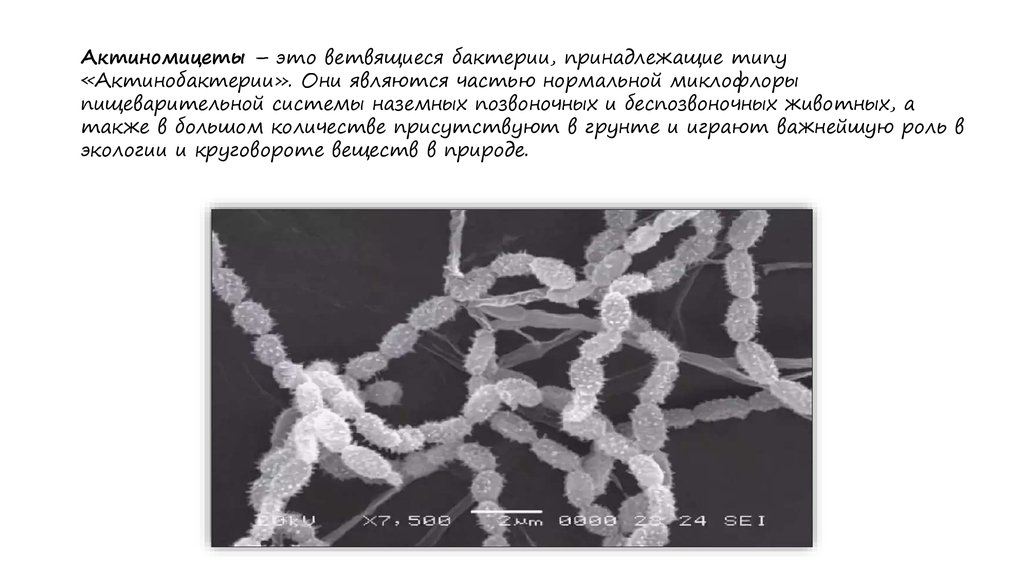 Актиномицеты микробиология презентация