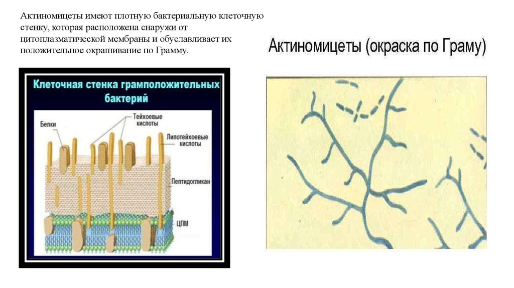 У ели есть клеточная стенка. Актиномицеты клеточная стенка. Актиномицеты строение. Актиномицеты строение клетки. Строение актиномицетов клетки.