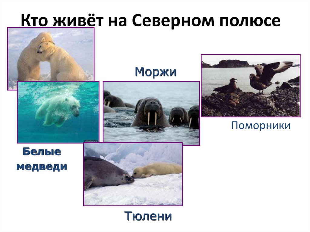 Белый медведь морж и тюлень природная зона. Белый медведь морж тюлень. Тюлень Северный полюс. Кто живет на Северном полюсе. Тюлени, моржи, морские котики, белые медведи.