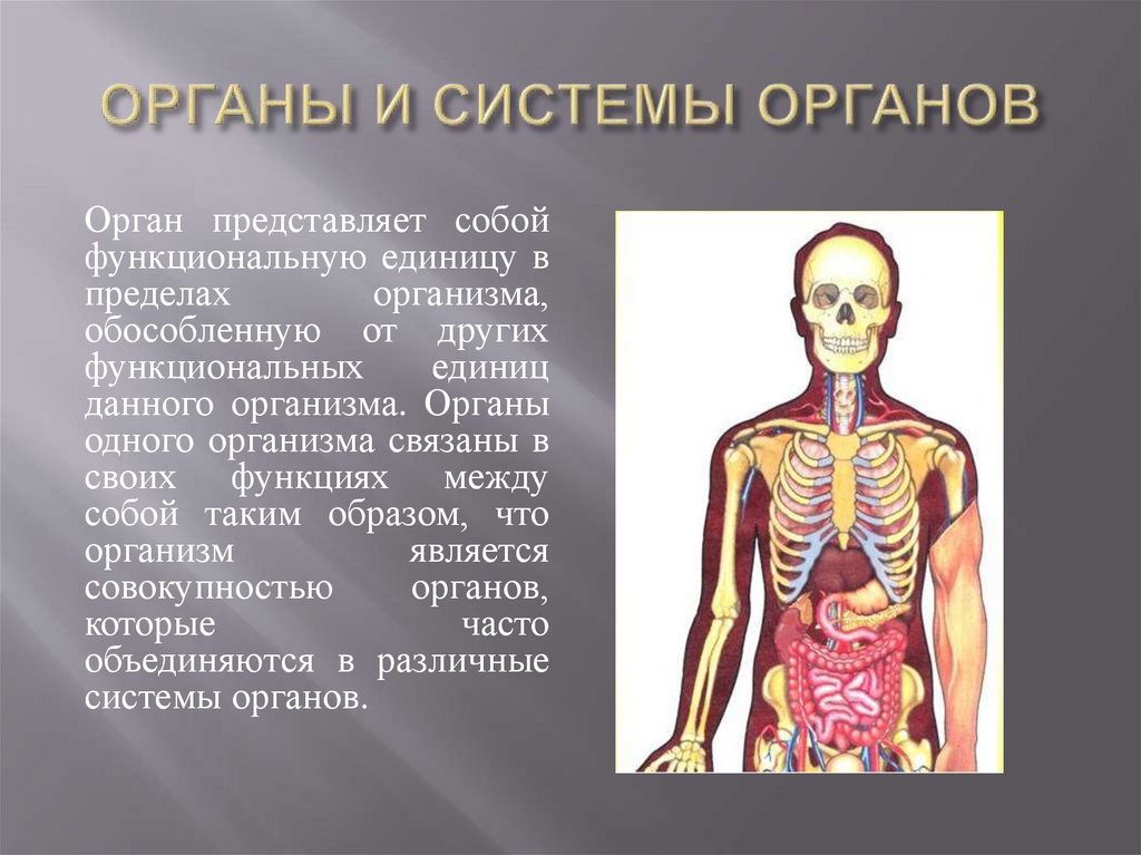 Орган человека определение. Системы органов. Органы и системы органов. Строение систем органов человека. Орган это структура организма.