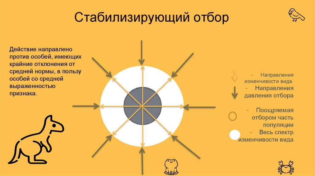 Против направлен. Давление отбора направлено на особей. Стабилизирующийся отбор это и примеры. Направлен в пользу особей с отклонениями от средней нормы признаков. Давление отбора направлено на.