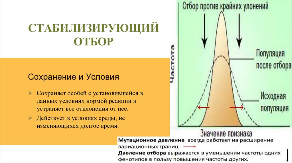 Стабилизирующий отбор. Дестабилизирующая форма отбора. Дестабилизирующая форма естественного отбора. Дестабилизирующая форма отбора примеры. Дестабилизирующий отбор схема.