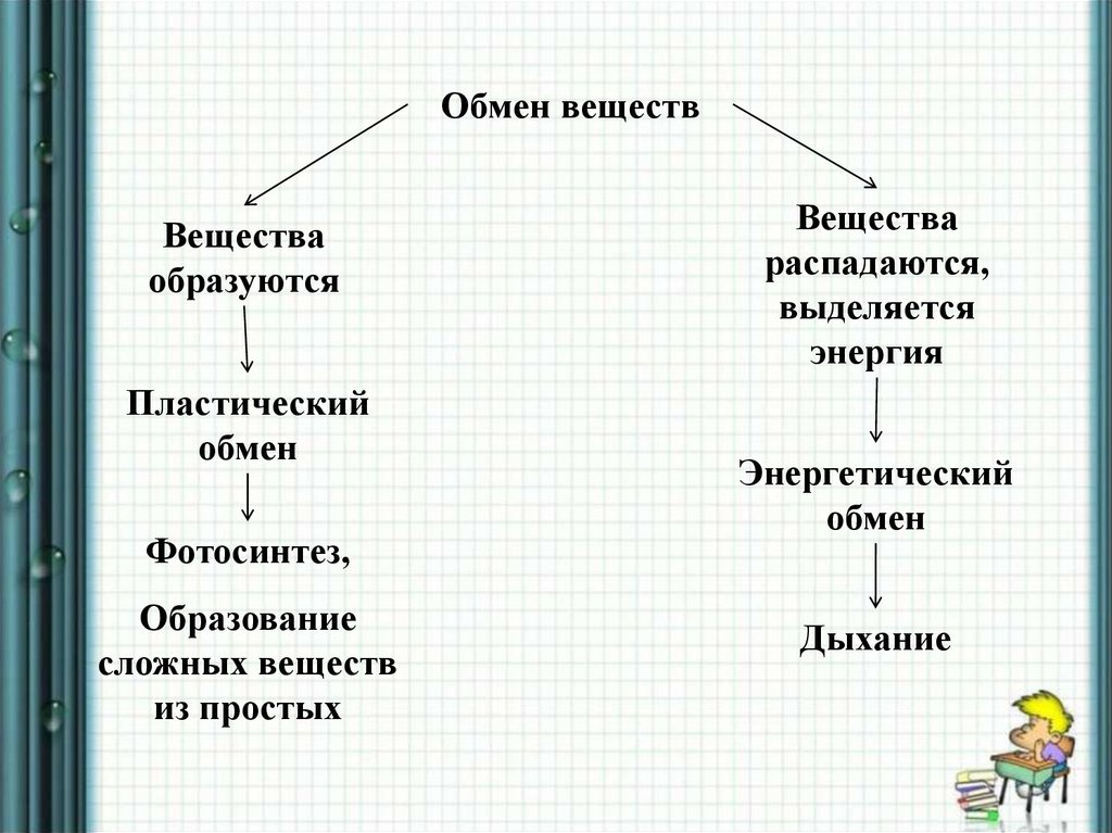 Пластический обмен презентация