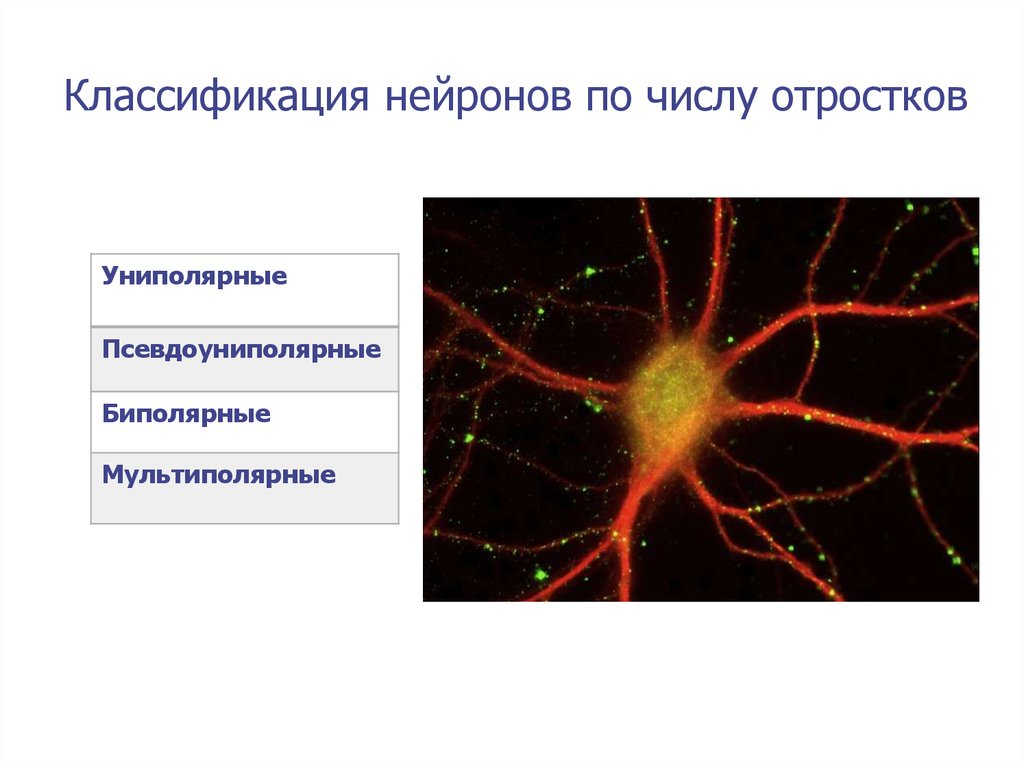 Что такое нейрон. Биполярный нейронпсевдоуниполярный нейронмультиполярный Нейрон. Псевдоуниполярные Нейроны строение. Униполярные биполярные и мультиполярные Нейроны. Биполярный униполярный Нейрон.