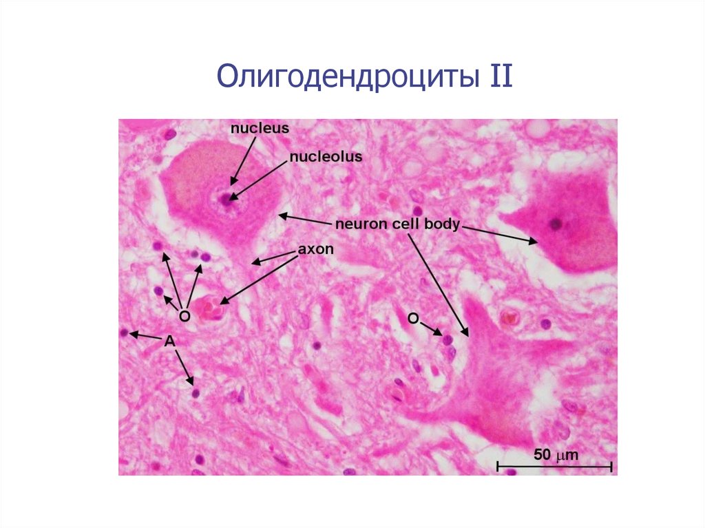 Нервная система гистология презентация