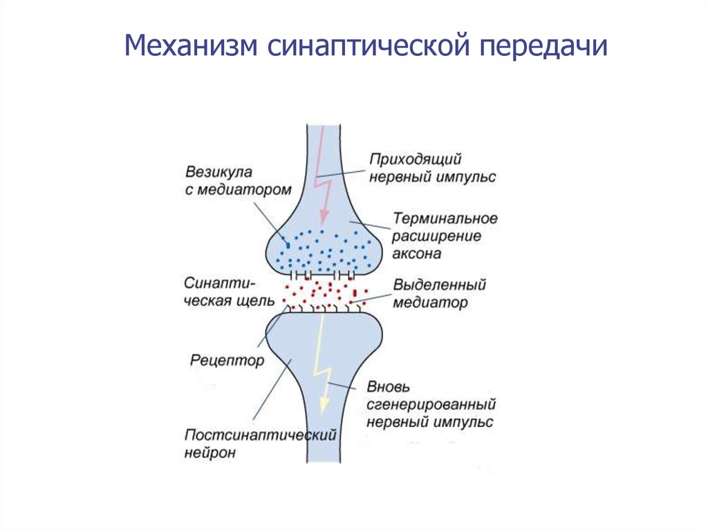 Схема передачи импульса через синапс