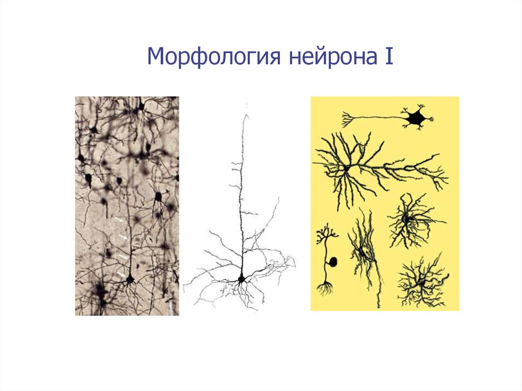 Нервная ткань гистология презентация