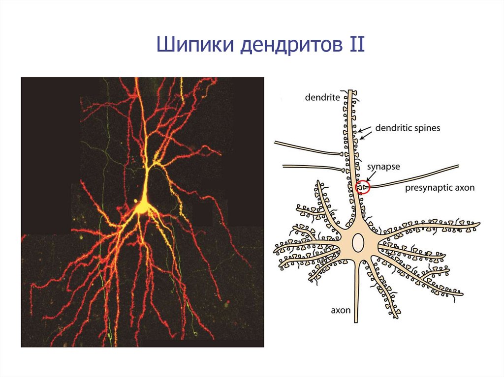 Дендрит синапс. Шипики дендритов. Дендритные шипики нейрона. Нервная ткань гистология нервные волокна. Образование нервной ткани.